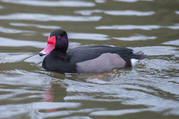 Rosy bill pochard (netta peposaca) swimming