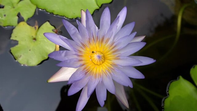 Bees are inside the pink lotus in the pond.