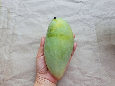 A woman's hand holds a large, unripe green organic mango called Barracuda Mango.This fruit, when ripe, tastes sweet and delicious, is a popular fruit rich in vitamins, including potassium, calcium,
