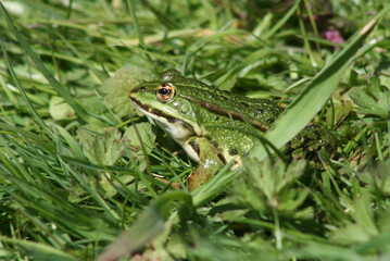 Grenouille verte dans la pelouse