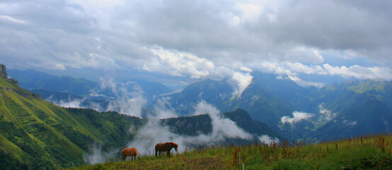 Chevaux dans la brume