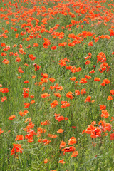 Fototapeta premium Red poppy flowers in the summer field. Beautiful red wildflowers.
