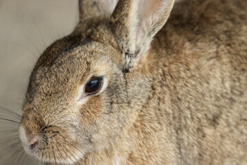 ウサギのポートレート