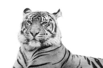 Close up of tiger looking directly at camera