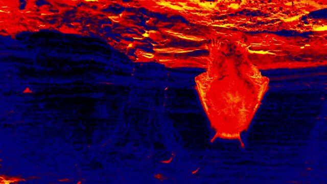 The bat sleeps under the ceiling of a dark cave and is clearly visible when using the thermal imager
