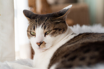 窓辺でのんびり　キジトラ猫