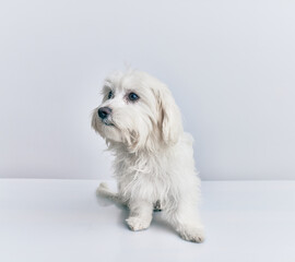 Adorable dog over isolated white background.