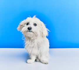 Adorable dog over isolated blue background.