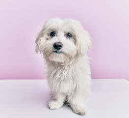 Adorable dog over isolated pink background.