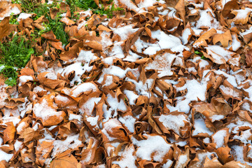 Yellow Leaves Snow