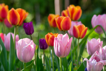 Amazing garden field with tulips of various bright rainbow color petals, beautiful bouquet of colors in sunlight daylight