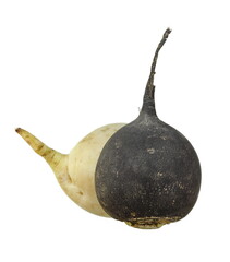 Black and white radishes isolated on a white background.