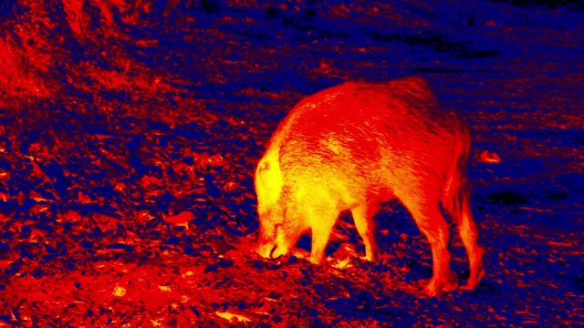 Wild boar in the night forest. This is how a hunter sees a boar in a night vision scope. Scanning the animal's body temperature with a thermal imager. Big game hunting in infrared device
