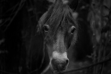Wild horse looking at me