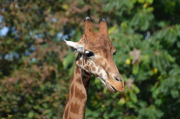 Giraffe, Zoo, Natur, Fauna