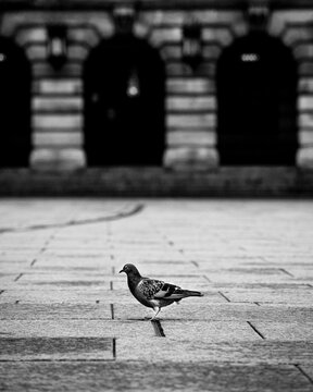 The Single Pigeon