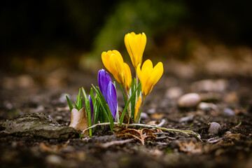 Daffodils and crocuses on a spring meadow