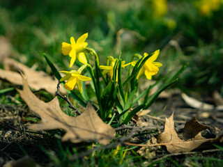 Daffodils on a spring meadow - obrazy, fototapety, plakaty
