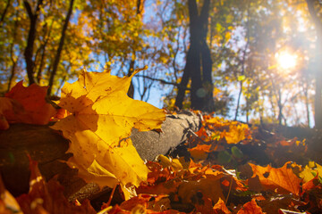 Golden autumn in the city park on a bright sunny day