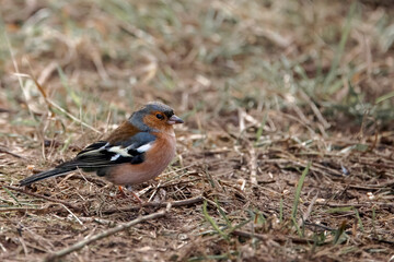 Chaffinch searches for food
