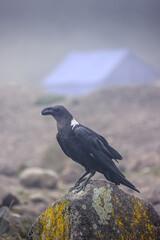 White-necked raven on Mount Kilimanjaro