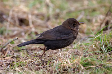 A blackbird looks for food