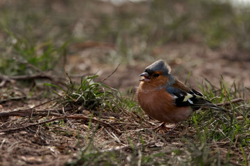A Mohican Chaffinch searches for food