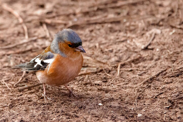 Chaffinch searches for food