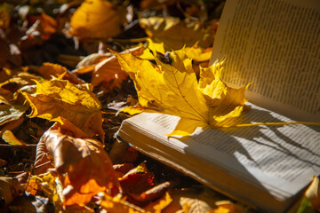 Book among fallen yellow autumn leaves and rowan berries andunder the bright rays of the sun