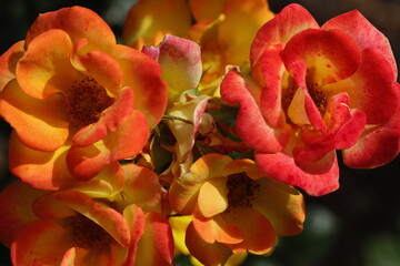 A rose is a woody perennial flowering plant of the genus Rosa, in the family Rosaceae, or the...