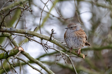 A dunnock sits calmly in a tree