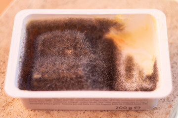 Black Mold (Aspergillus) growing on the old cheese.Moldy fungus on food.