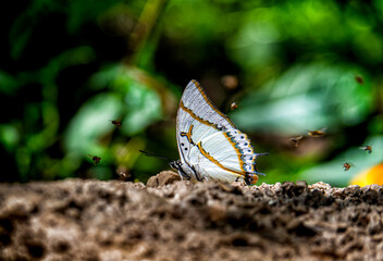 Group of butterflies puddling on the ground and flying in nature, Thailand Butterflies swarm eats minerals in Ban Krang Camp, Kaeng Krachan National Park at Thailand Many butterfly species