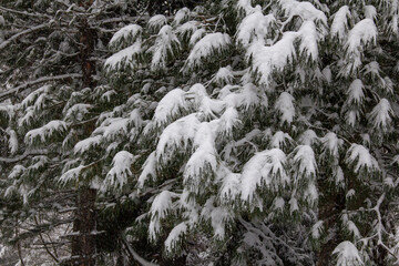 Walk through the snowy forest in a blizzard. Harsh snowy forest in a blizzard.