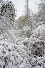 Trees covered in snow a crispy cold winter day. Picture from Scania county, Sweden