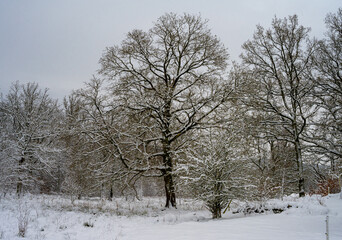 Tree covered in snow a crispy cold winter day. Picture from Scania county, Sweden