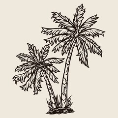 Obraz premium Vintage concept of tropical palms