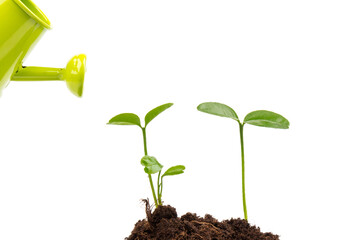 Sprout watered from a watering can isolated on white background
