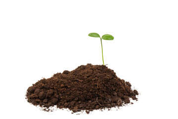 Seedlings are growing from fertile soil with a clean white background. Citrus plant.