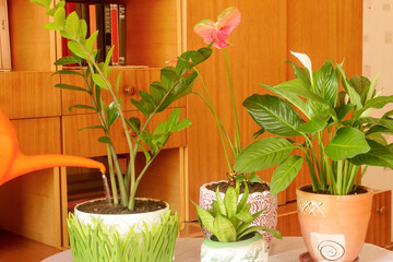 Caring for home decorative potted flowers in the apartment. 