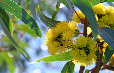 Vibrant yellow flowers of the mallee gum tree Eucalyptus erythrocorys, family Myrtaceae. Also known as the Illyarrie, Red capped Gum or Helmet nut gum. Endemic to Western Australia - 415384226