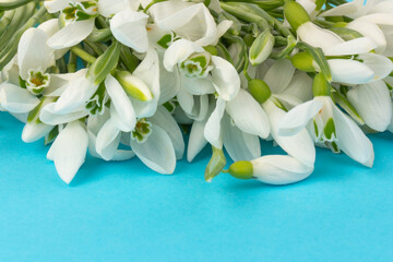 Snowdrop on blue background. White springs flower in close-up with copy space.