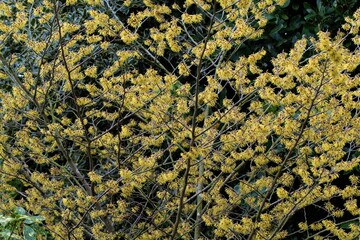 Hamamelis in full flower in February, 2021. © Peter