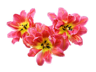 Three coral tulip flowers isolated on white