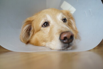 Sad dog wearing a medical collar or neck brace, lying down on the wooden floor.
