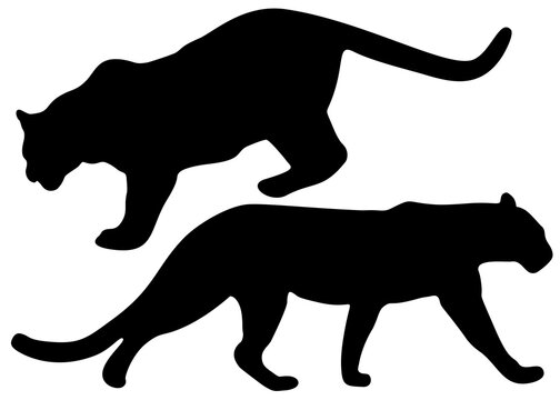 Wild panthers in the set. Vector image.