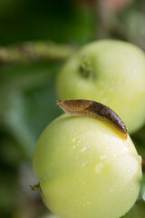 slug crawls through green wet apple