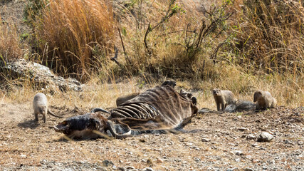 Fototapeta na wymiar A group of banded-mongooses feed from a wildebeest carcass in the Masai Mara