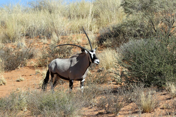 Oryx in he Kgalagadi National Park