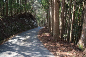 Obraz premium 林道